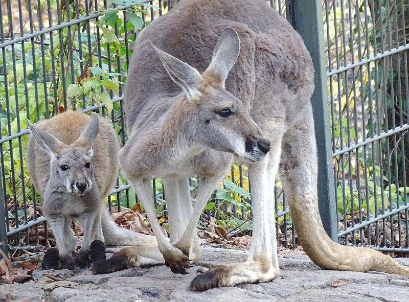Jungtier - Rotes Riesenkänguru - Zoo Berlin - Aktuelles - Freunde Hauptstadtzoos