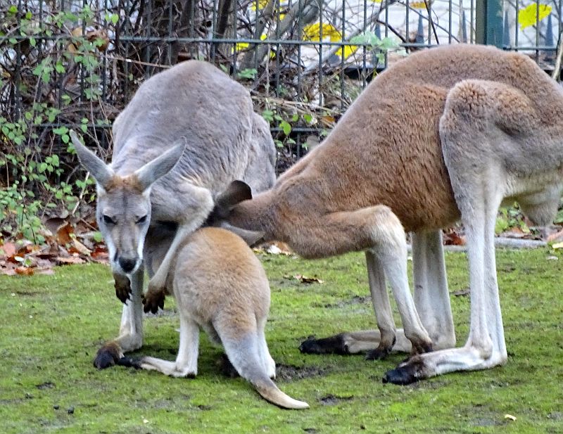 Jungtier Rotes Riesenkänguru - Zoo Berlin - Aktuelles - Freunde Hauptstadtzoos