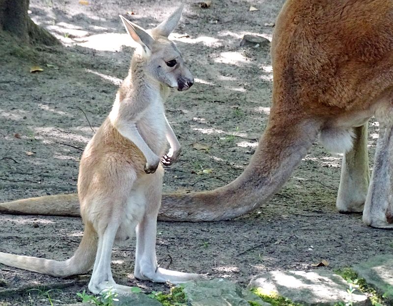 Jungtier bei den Roten Riesenkängurus im Zoo Berlin - Freunde Hauptstadtzoos