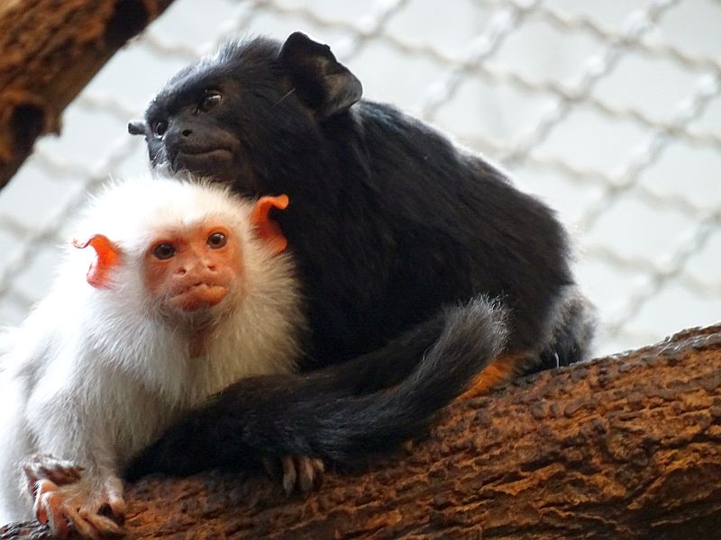 Rothandtamarin - Goldhandtamarin - Silberäffchen - Tierpark Berlin - Aktuelles Tierpark Berlin und Zoo Berlin - Freunde Hauptstadtzoos