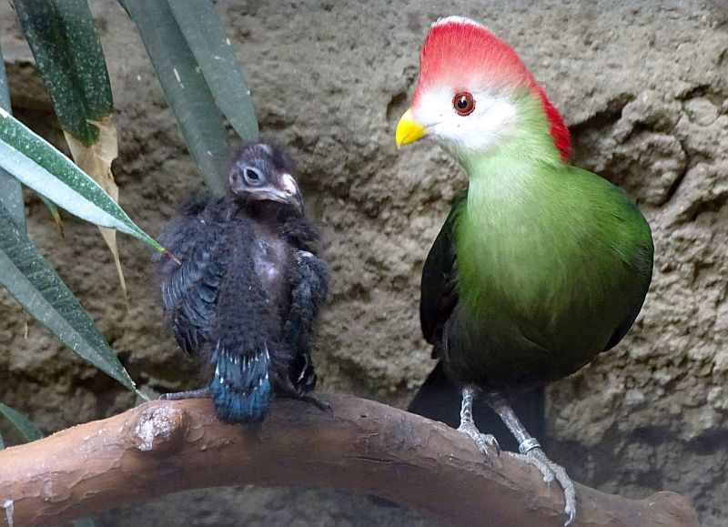Rothaubenturako mit Küken im Zoo Berlin.