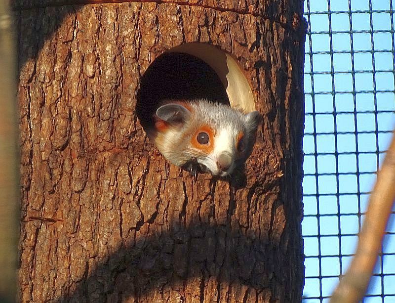 Rotweißes Riesengleithörnchen -  Aktuelles Tierpark Berlin und Zoo Berlin - Freunde Hauptstadtzoos - Förderverein