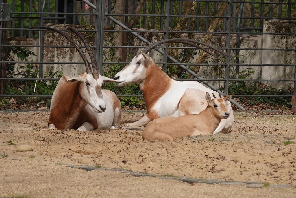 alt-"Säbelantilopen - Aktuelles Tierpark Berlin und Zoo Berlin - Freunde Hauptstadtzoos - Förderverein"