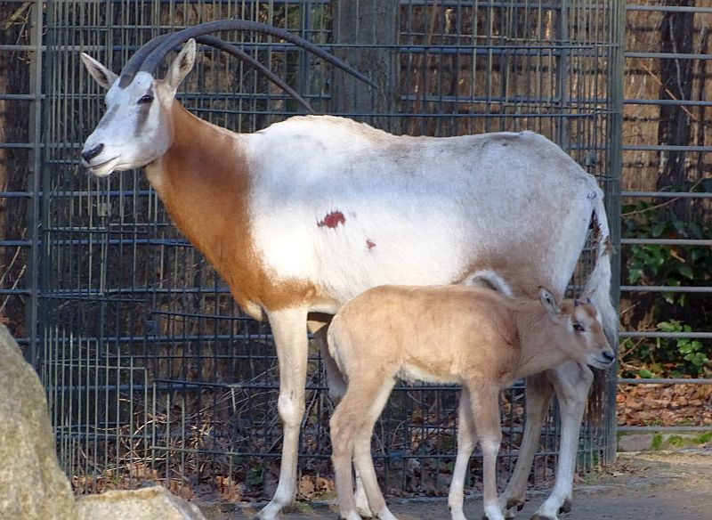 Säbelantilope mit Jungtier im Zoo Berlin