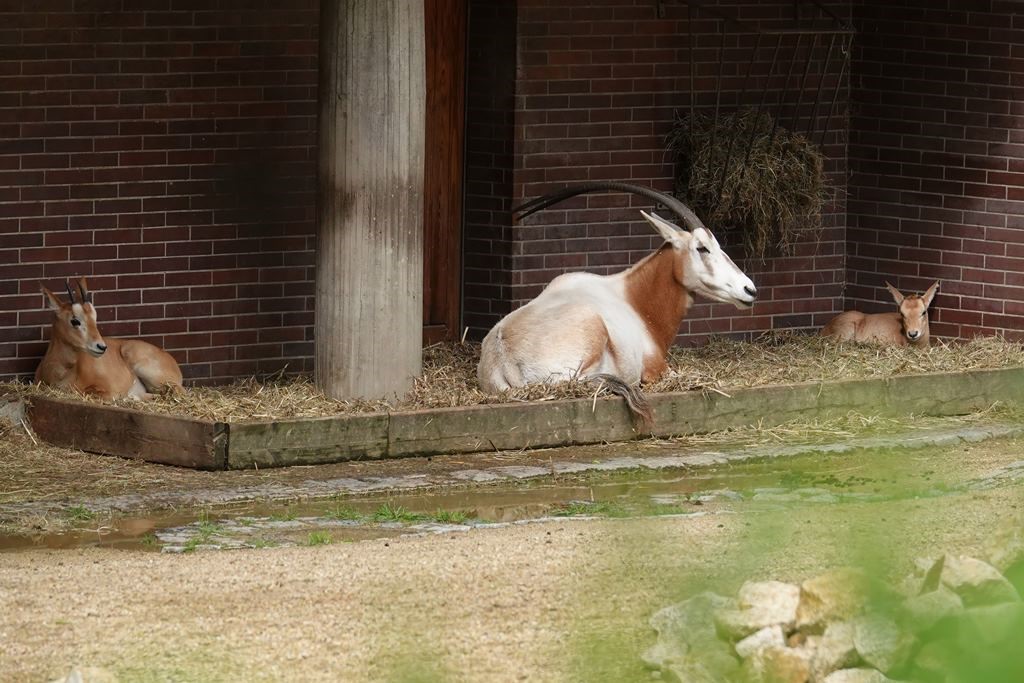 alt-"Säbelantilopen - Aktuelles Tierpark Berlin und Zoo Berlin - Freunde Hauptstadtzoos - Förderverein"