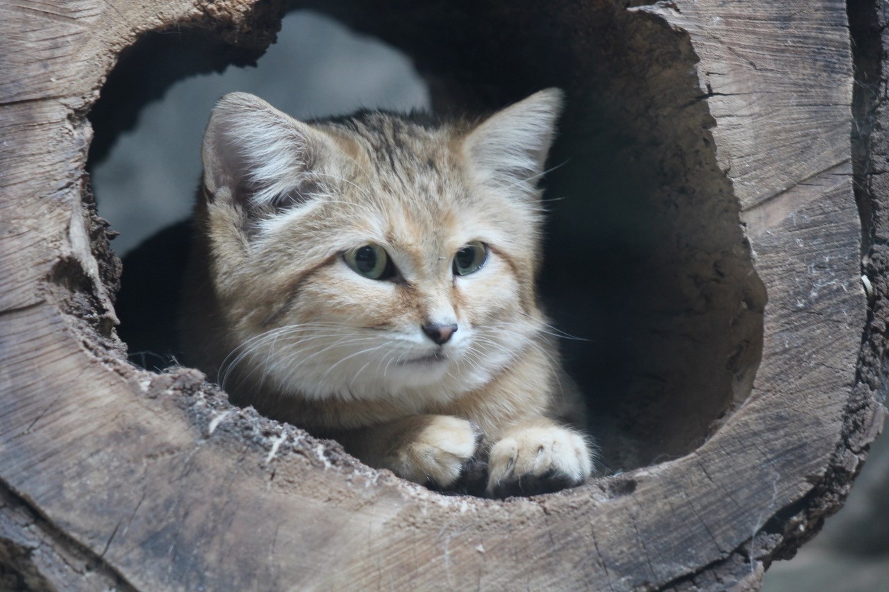 Sandkatze - Zoo Berlin - Aktuelles - Freunde Hauptstadtzoos
