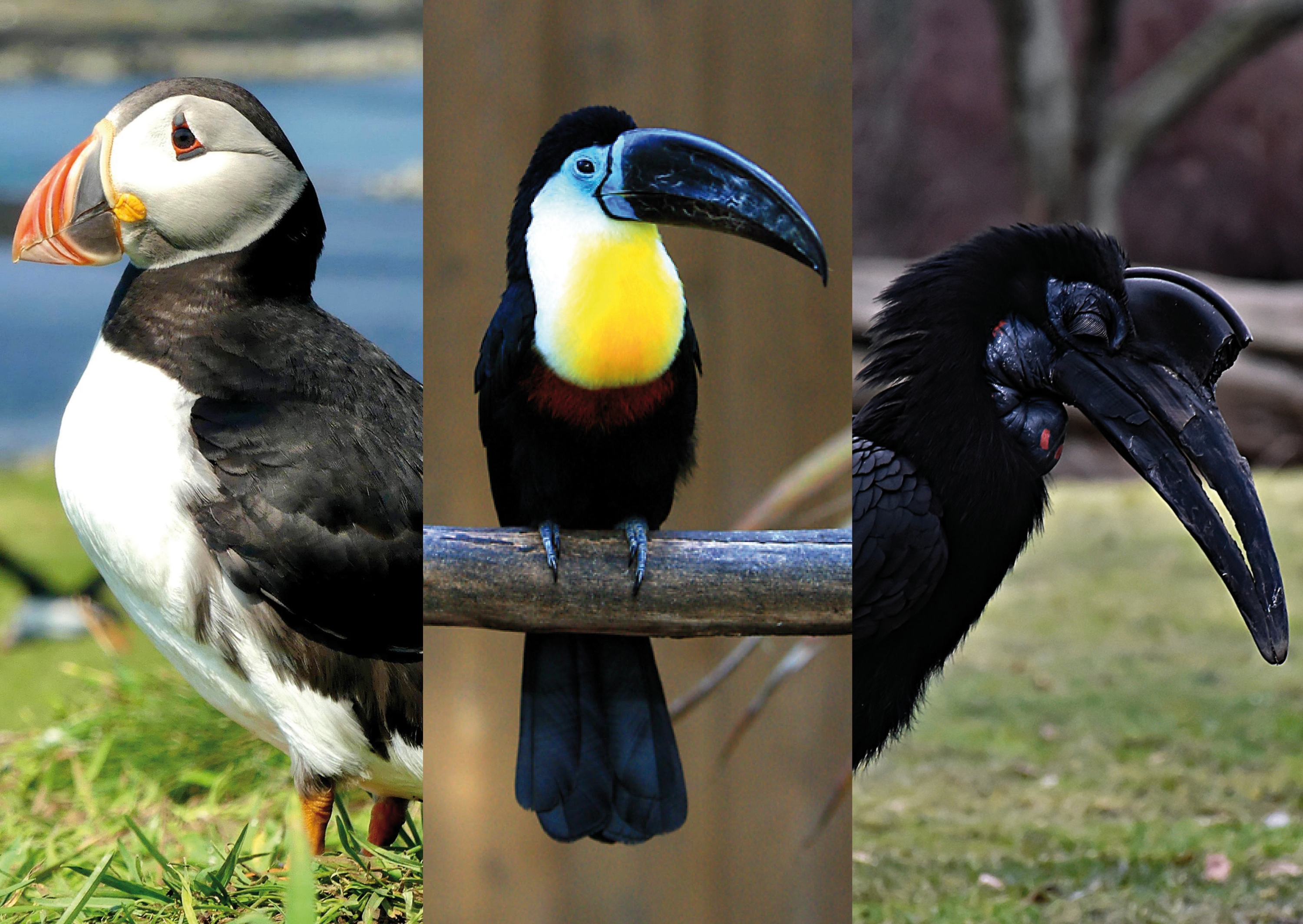 Schnabel - Schnabelformen - Vogelwelt - Tiere - Tierwelt - Tierwissen - Tierpark Berlin - Zoo Berlin- Freunde Hauptstadtzoos
