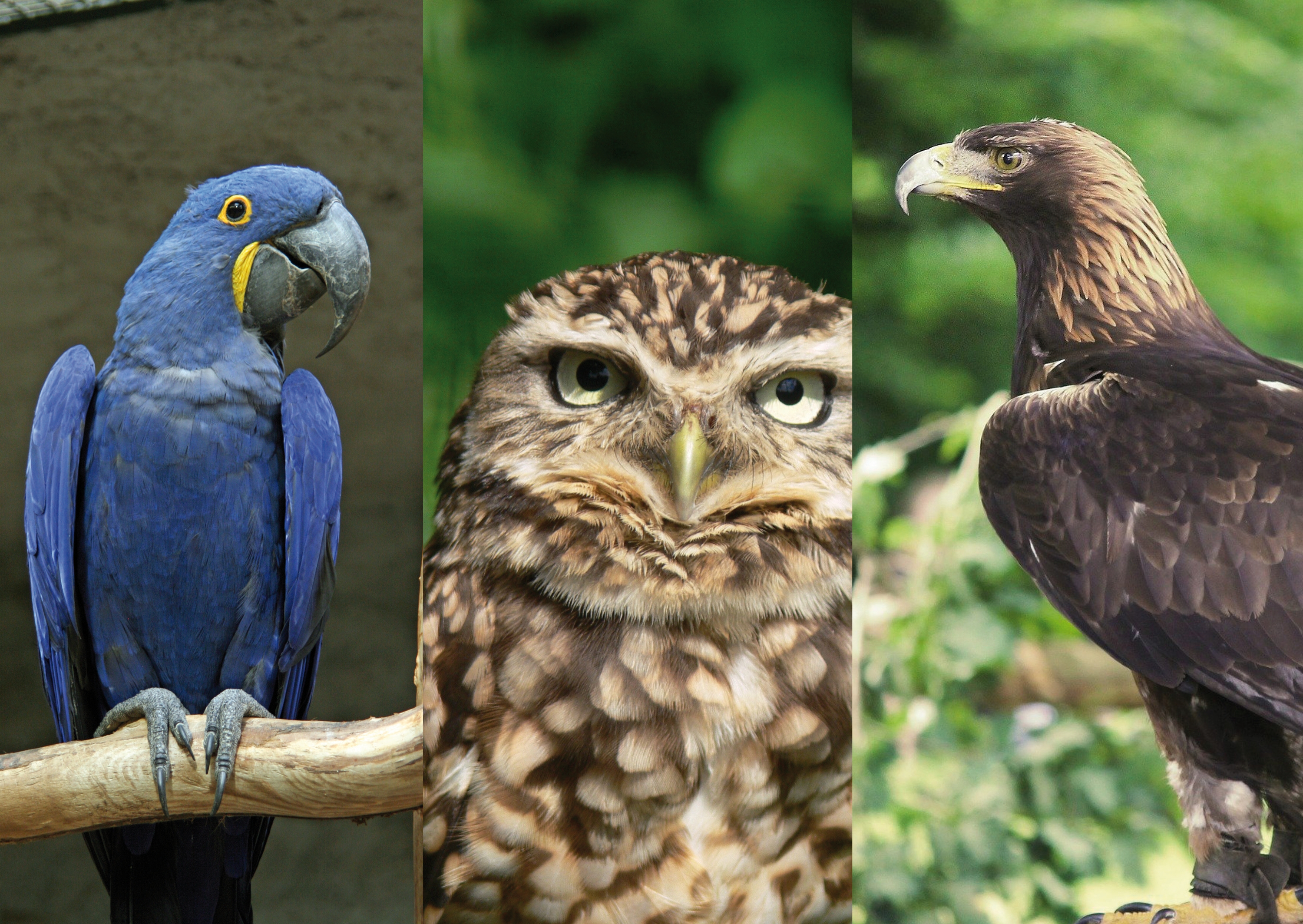 Schnabel - Schnabelformen - Vogelwelt - Tiere - Tierwelt - Tierwissen - Tierpark Berlin - Zoo Berlin- Freunde Hauptstadtzoos