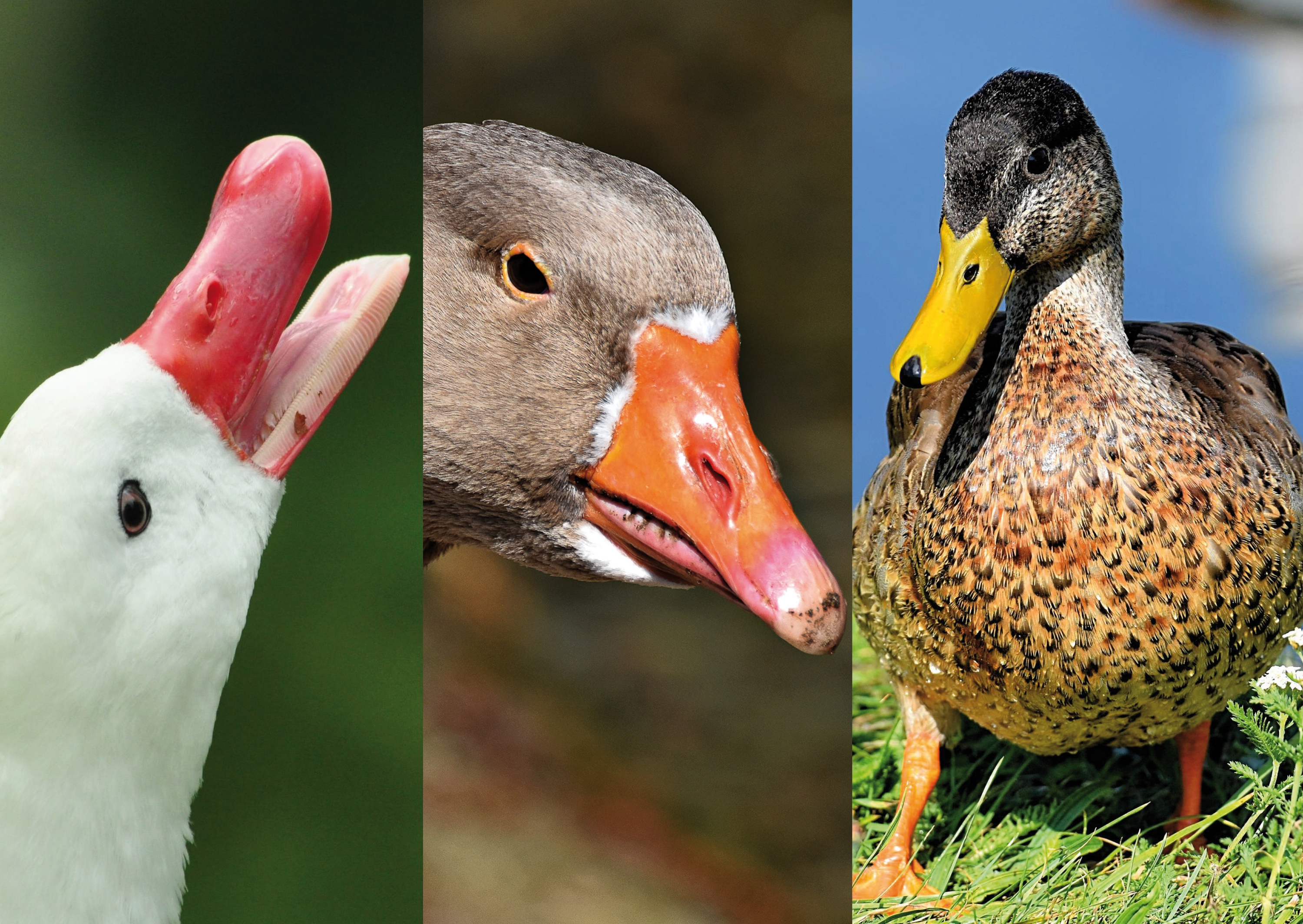 Schnabel - Schnabelformen - Vogelwelt - Tiere - Tierwelt - Tierwissen - Tierpark Berlin - Zoo Berlin- Freunde Hauptstadtzoos