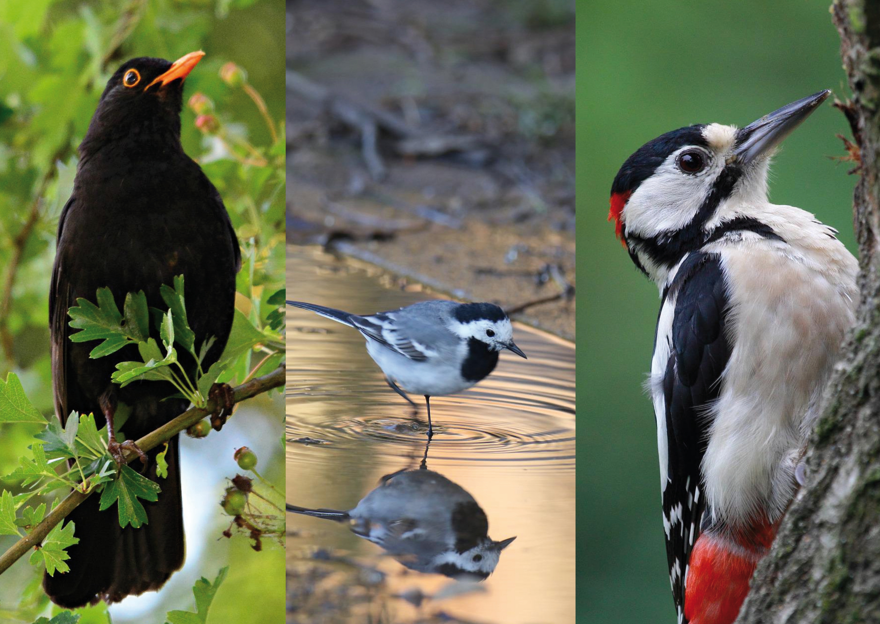 Schnabel - Schnabelformen - Vogelwelt - Tiere - Tierwelt - Tierwissen - Tierpark Berlin - Zoo Berlin- Freunde Hauptstadtzoos