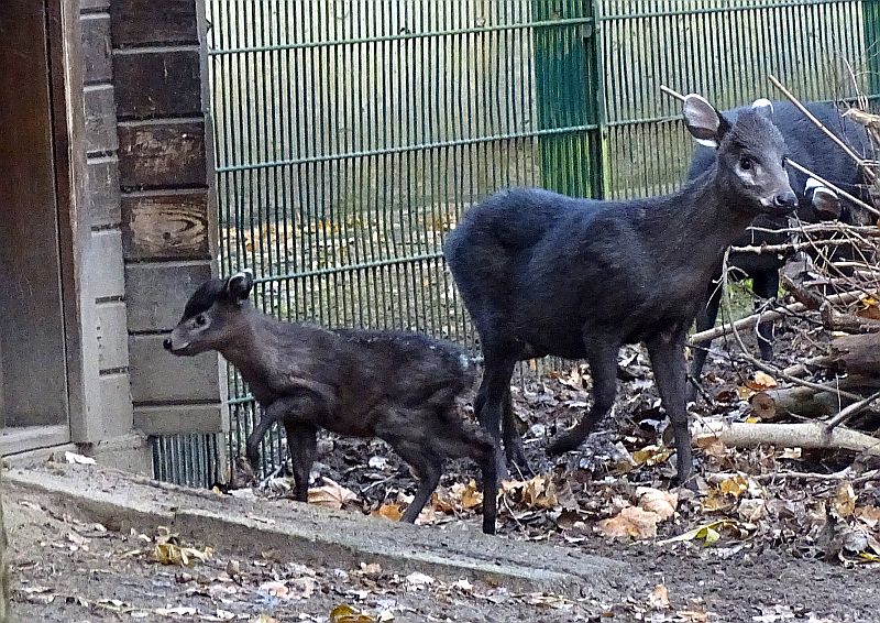 Jungtier bei den Schopfhirschen im Tierpark Berlin