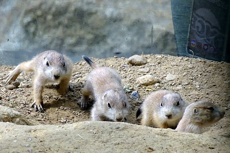 alt-"Schwarzschwanz-Präriehunde - Aktuelles Tierpark Berlin und Zoo Berlin - Freunde Hauptstadtzoos - Förderverein"