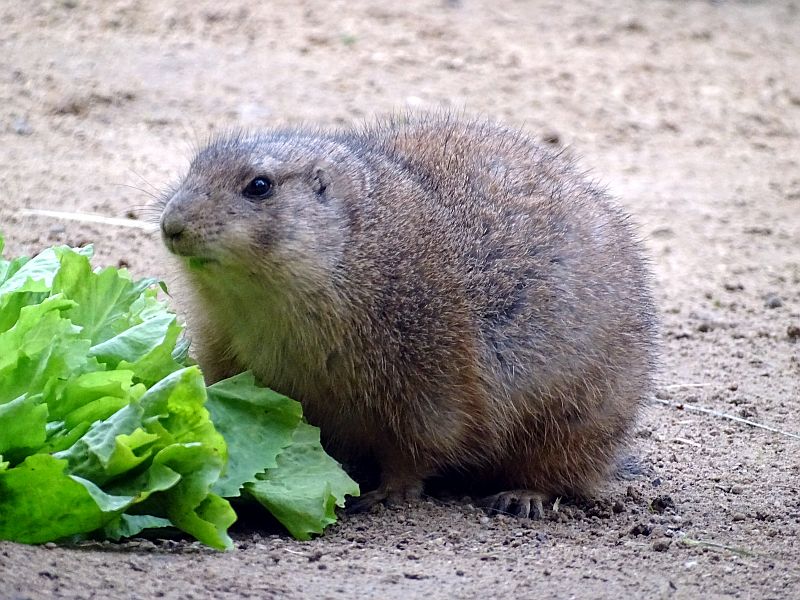 Präriehund - Winterspeck - Aktuelles Tierpark Berlin und Zoo Berlin - Freunde Hauptstadtzoos - Förderverein