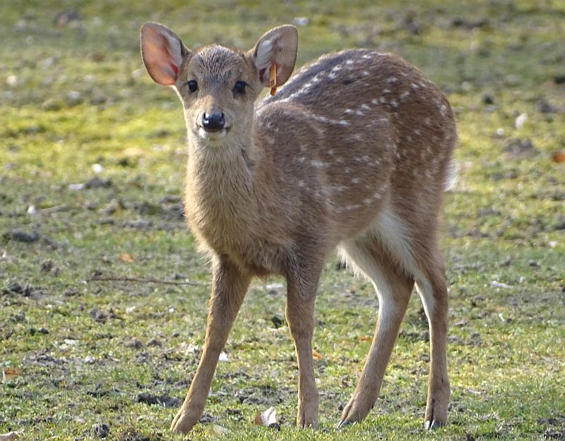 Jungtier bei den Vorderindischen Schweinshirschen im Tierpark Berlin