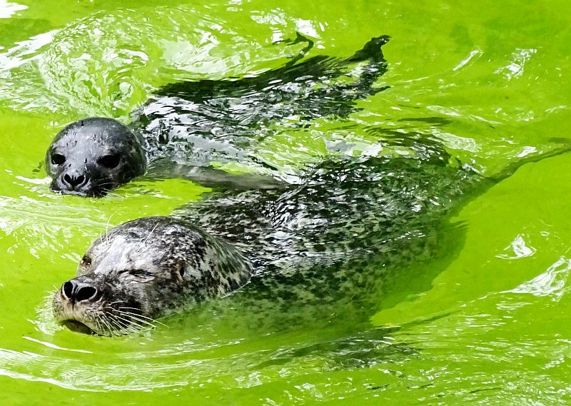 Zweifacher Nachwuchs bei den Seehunden im Zoo Berlin - Freunde Hauptstadtzoos - Helfen