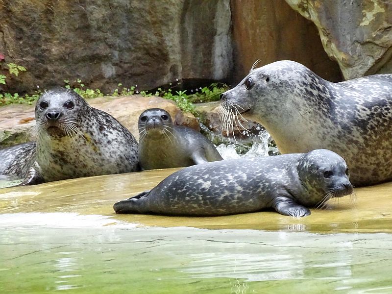 Zweifacher Nachwuchs bei den Seehunden im Zoo Berlin - Freunde Hauptstadtzoos - Helfen