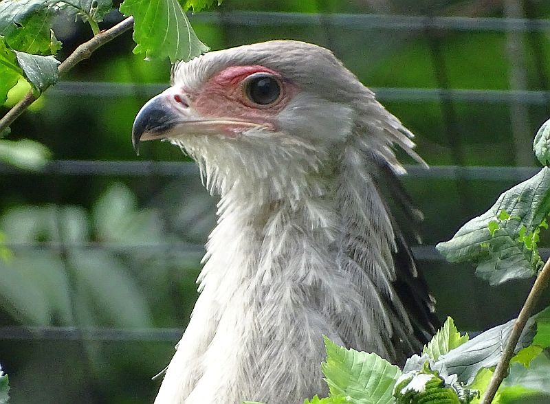 Sekretär-Jungvogel sitzt im Nest im Tierpark Berlin