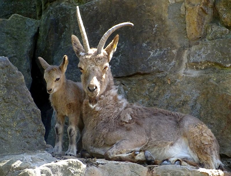 Sibirischer Steinbock mit Jungtier auf Felsen im Zoo Berlin