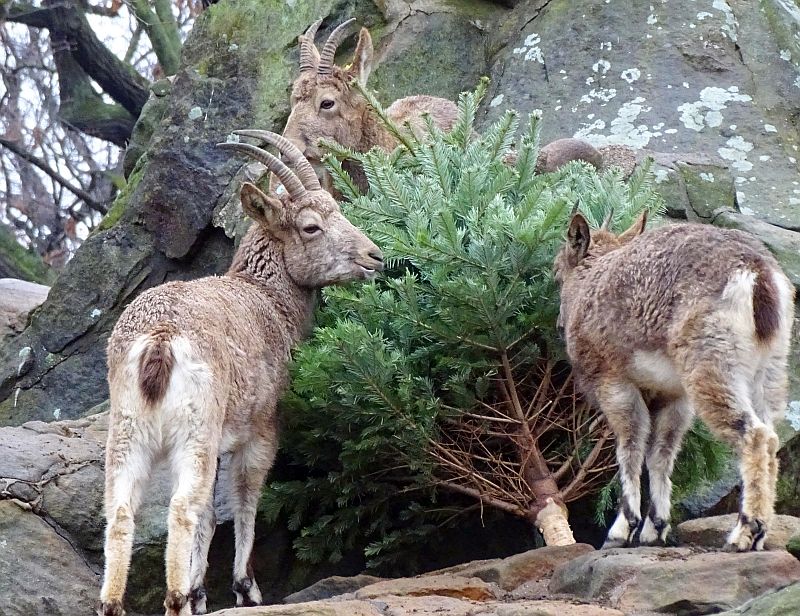 Sibirischer Steinbock im Zoo Berlin - Aktuelles Tierpark Berlin und Zoo Berlin - Freunde Hauptstadtzoos
