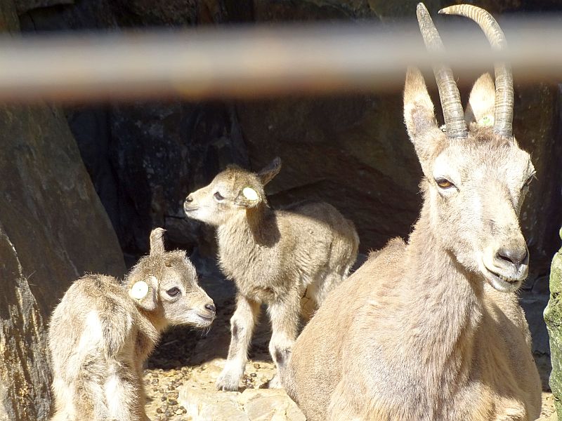 Sibirischer Steinbock - Aktuelles Tierpark Berlin und Zoo Berlin - Freunde Hauptstadtzoos - Förderverein
