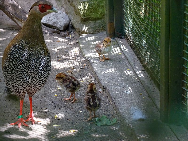 Silberfasan - Tierpark Berlin - Aktuelles Tierpark Berlin und Zoo Berlin - Freunde Hauptstadtzoos