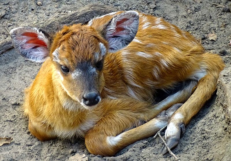 Sitatunga-Jungtier liegend im Zoo Berlin