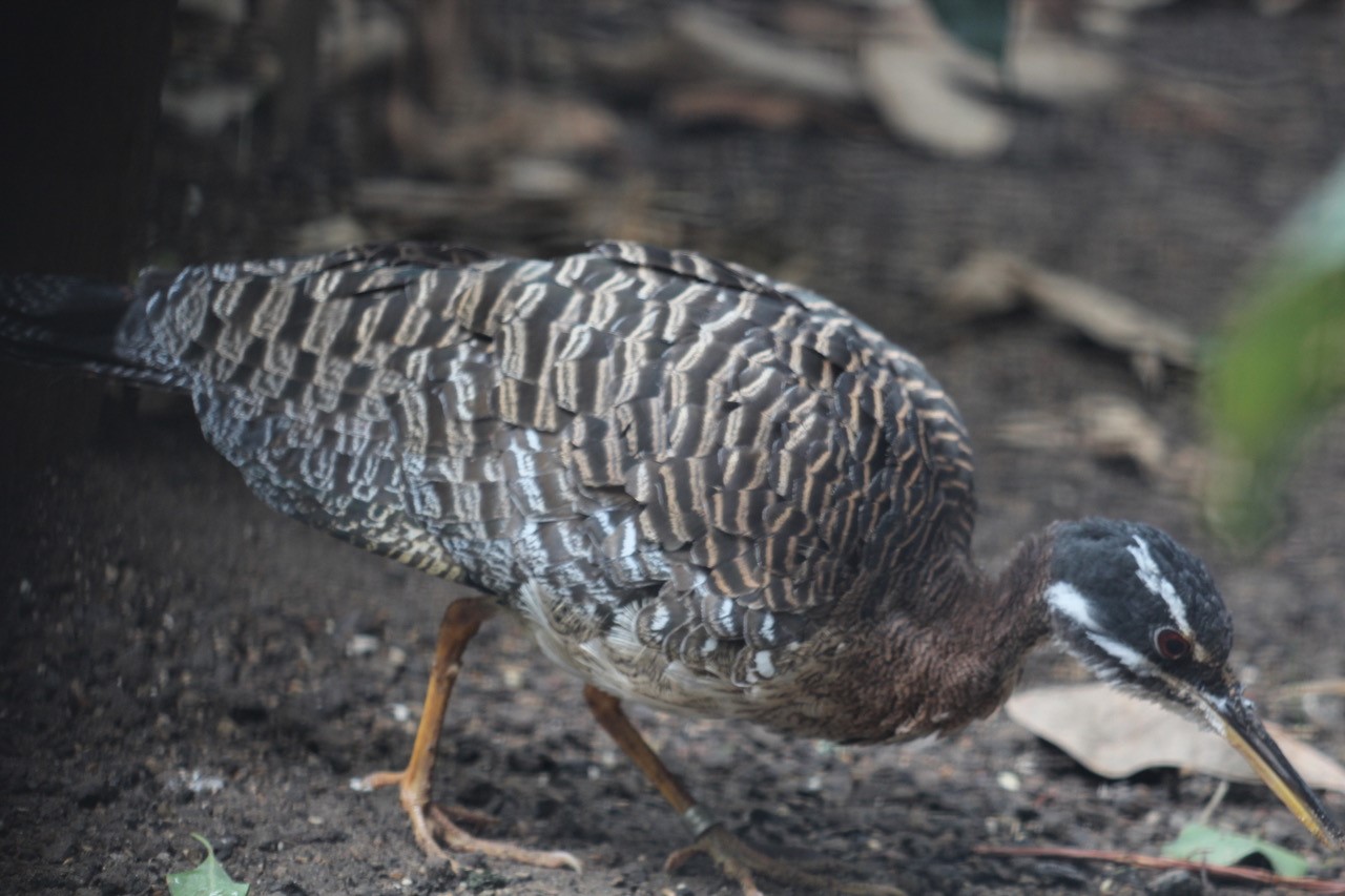 Neue Sonnenralle im Zoo Berlin - Aktuelles aus Tierpark Berlin und Zoo Berlin - Freunde Hauptstadtzoos