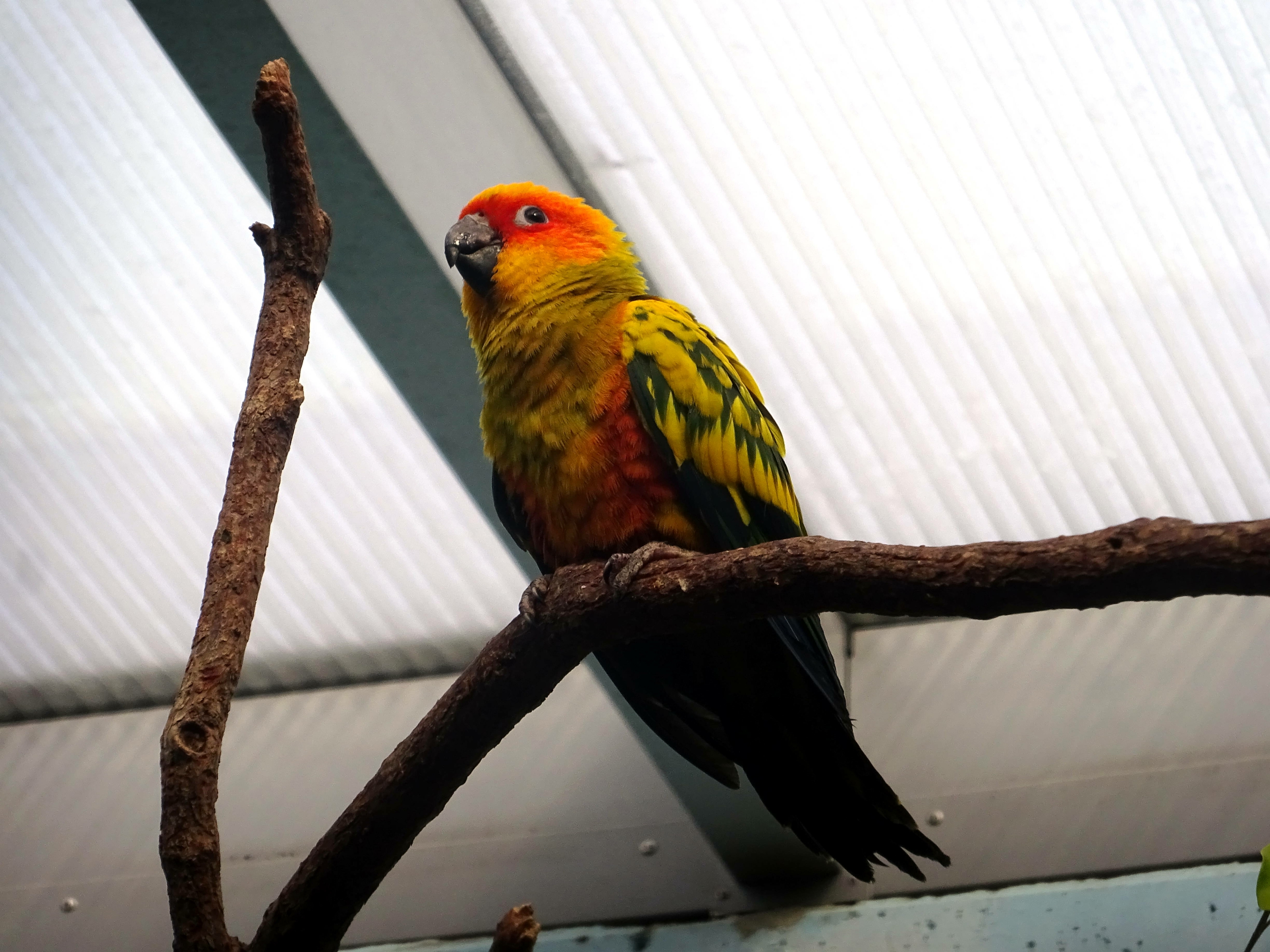alt-"Sonnensittich - Aktuelles Tierpark Berlin und Zoo Berlin - Freunde Hauptstadtzoos - Förderverein"