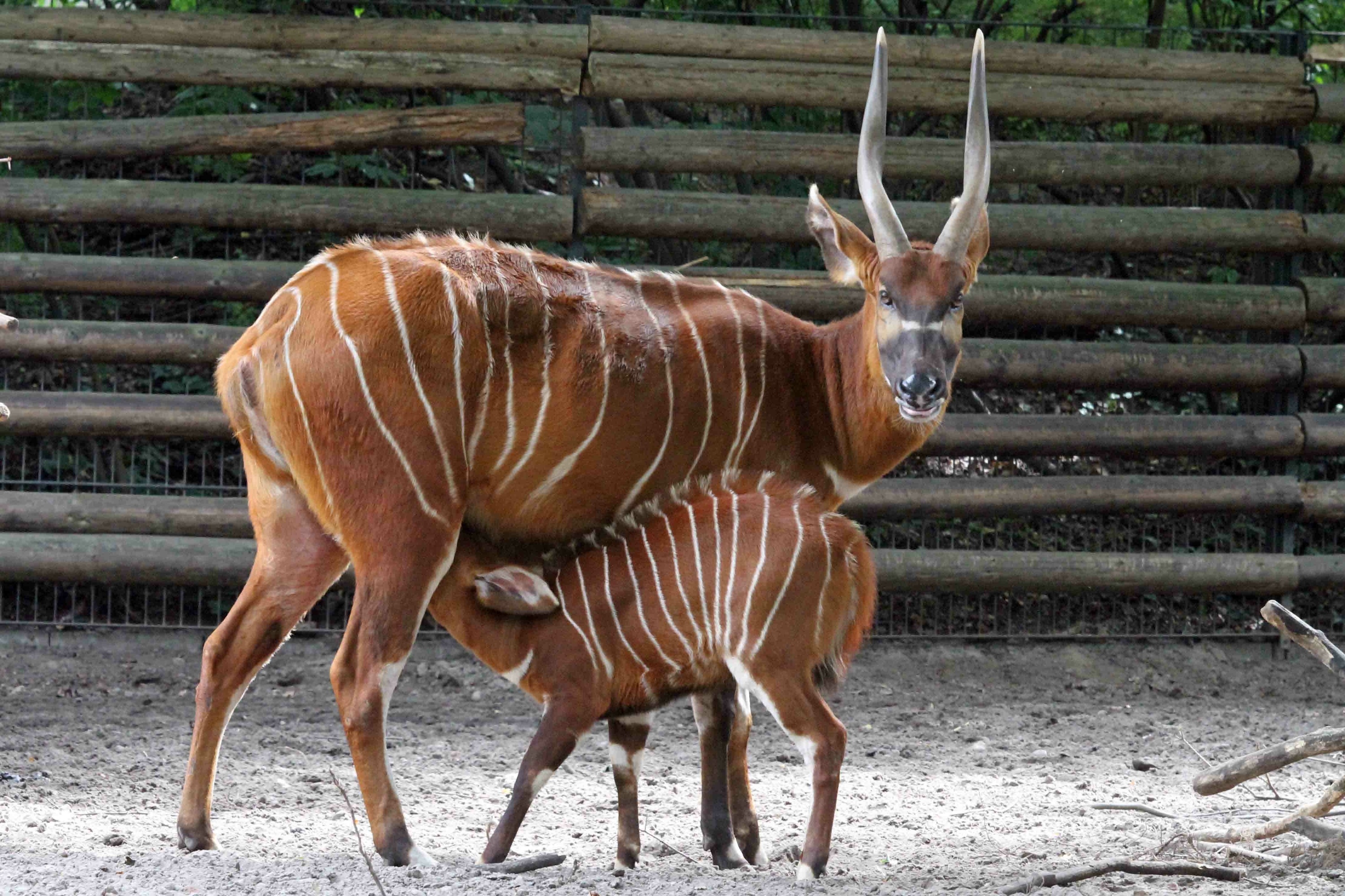 Spendenprojekt Zoo Berlin - Helfen - Freunde Hauptstadtzoos