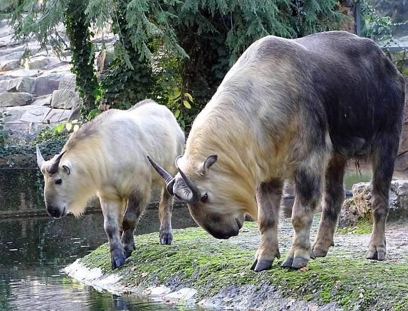 Helfen - Spenden - Zoo Berlin - Hauptstadtzoos