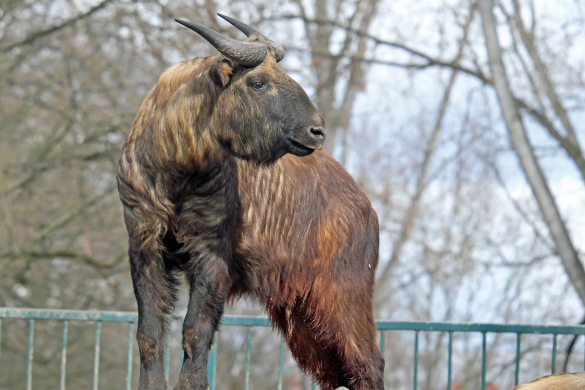 Spendenprojekt Tierpark Berlin - Helfen - Freunde Hauptstadtzoos