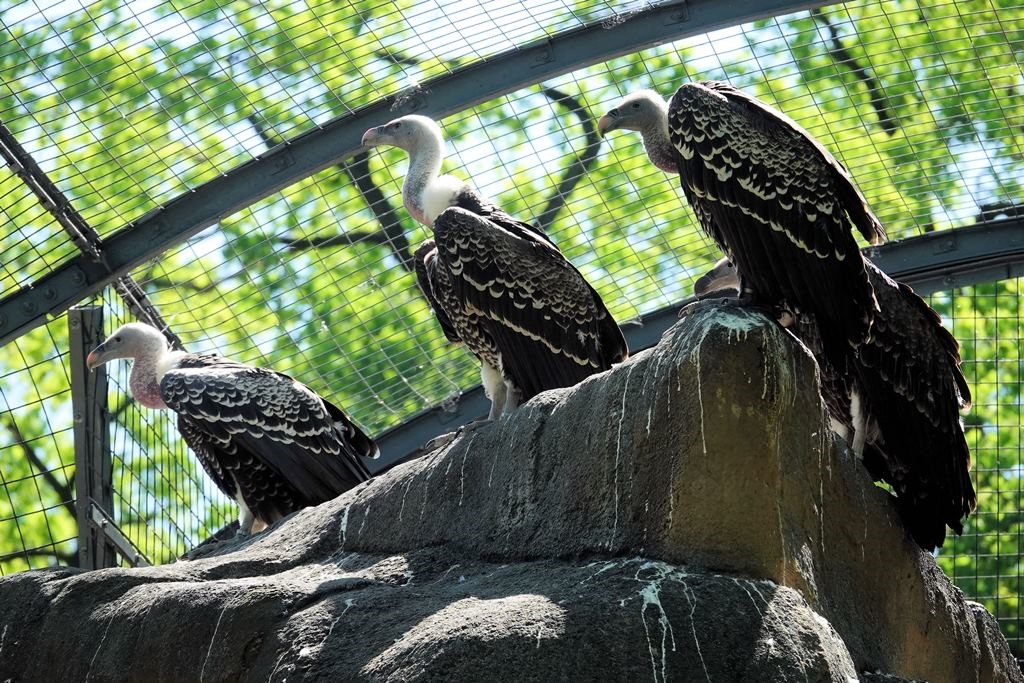 alt-"Sperbergeier - Aktuelles Tierpark Berlin und Zoo Berlin - Freunde Hauptstadtzoos - Förderverein"