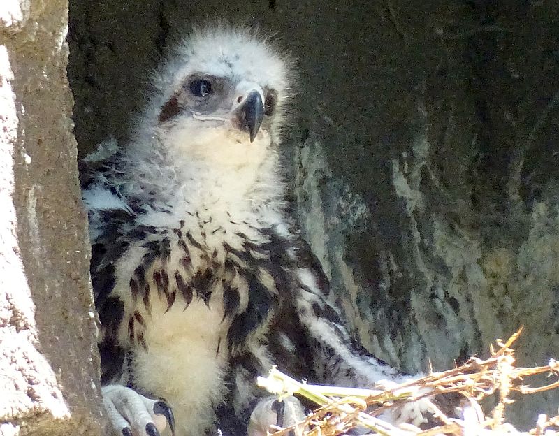 Zwei Jungvögel bei den Steinadlern im Zoo Berlin geschlüpft - Freunde Hauptstadtzoos - Helfen Zoo Berlin und Tierpark Berlin