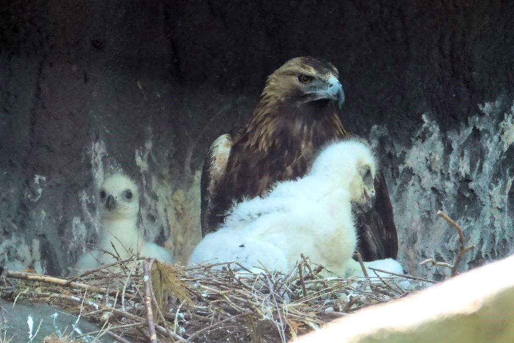 Zwei Jungvögel bei den Steinadlern im Zoo Berlin geschlüpft - Freunde Hauptstadtzoos
