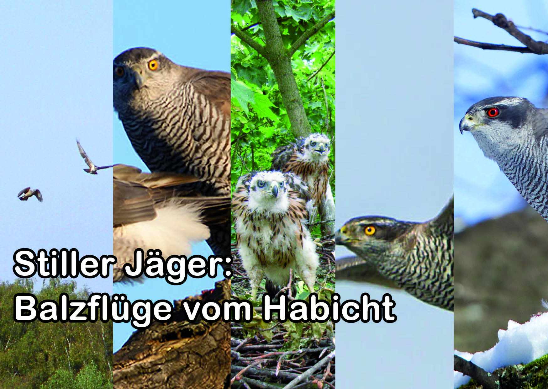 alt-"Habicht - Balzflüge - Tierreich - Tierwissen - Tiere - Tierlexikon - Freunde Hauptstadtzoos"