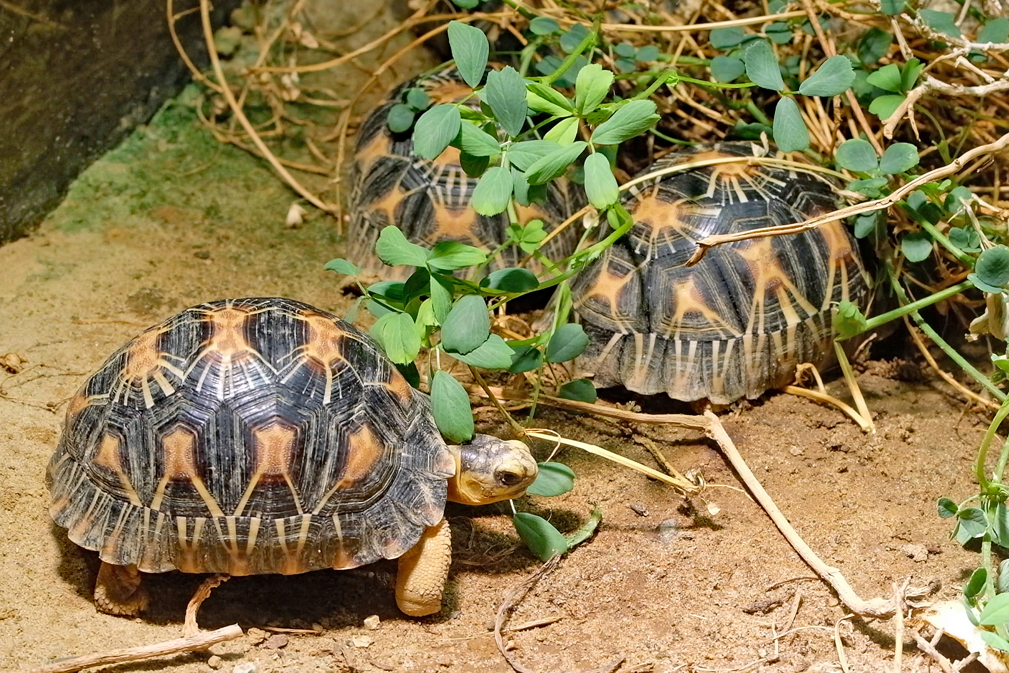Junge Strahlenschildkröten im Aquarium vom Zoo Berlin