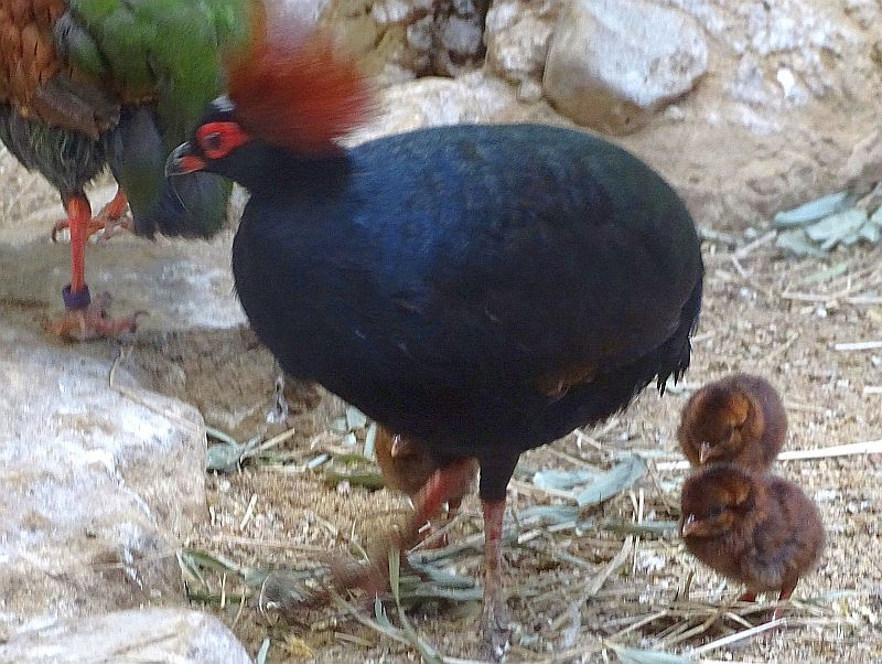Straußwachtel mit Küken im Zoo Berlin