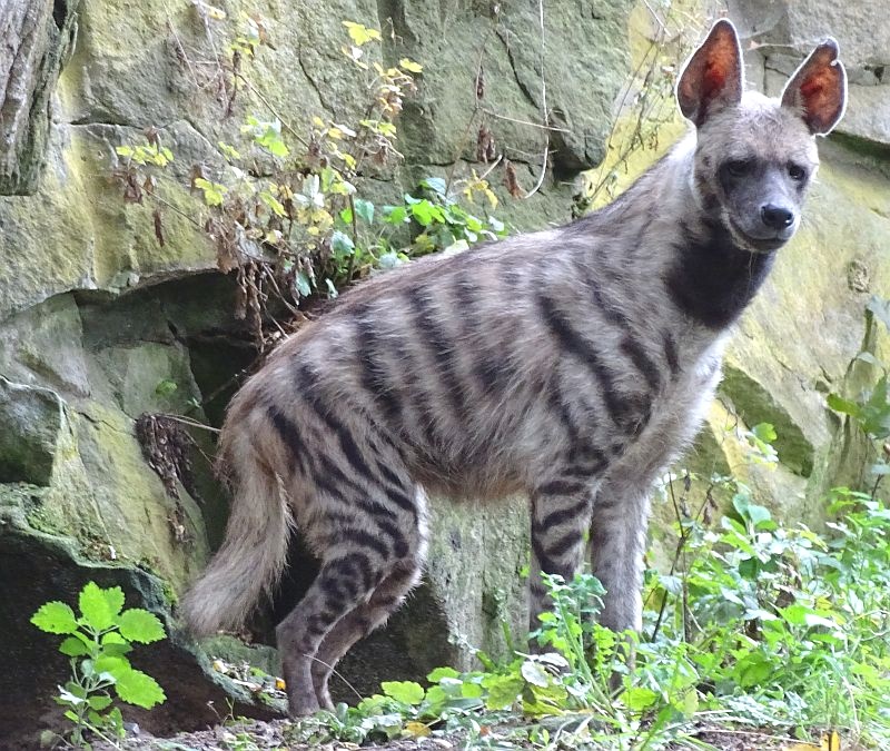 alt-"Streifenhyäne - Tierpark Berlin - Aktuelles Tierpark Berlin und Zoo Berlin - Freunde Hauptstadtzoos"