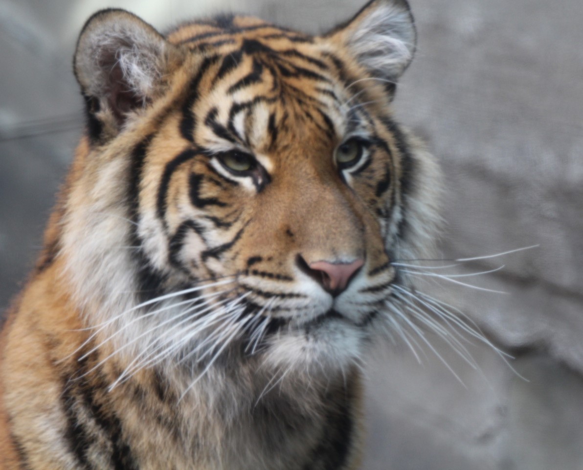 alt-"Artenschutzspende Sumatra-Tiger - Tierpark Berlin und Zoo Berlin"