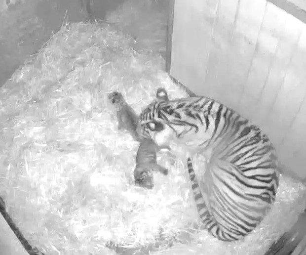 Sumatra-Tiger - Artenschutz - Zoo - Tierpark - Berlin - Hauptstadtzoos - Förderverein