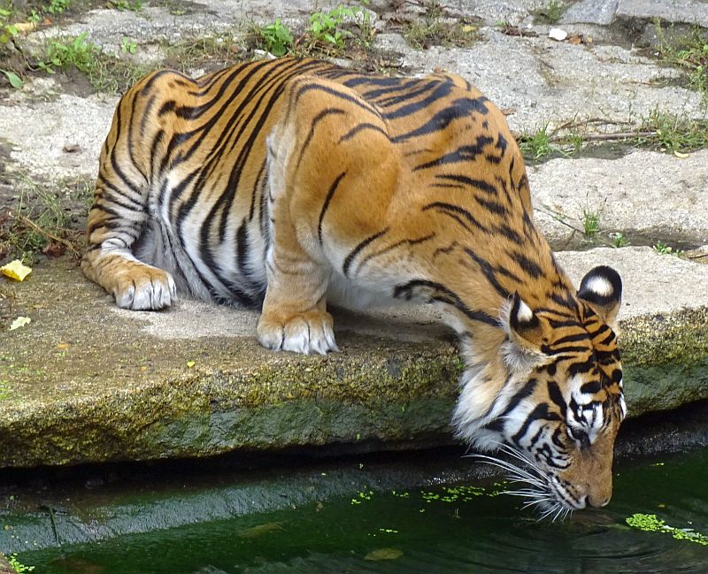 Sumatra-Tiger - Artenschutz - Zoo - Tierpark - Berlin - Hauptstadtzoos - Förderverein