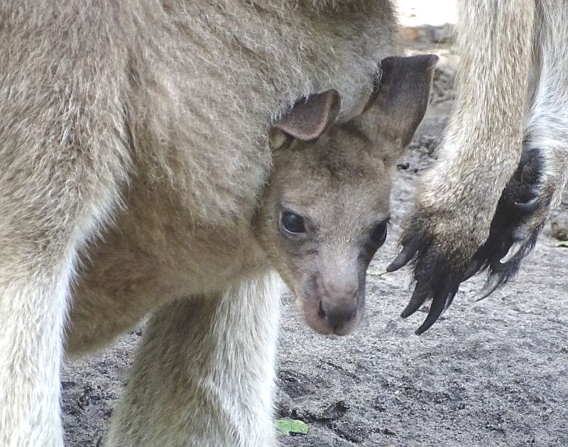Tasmanisches Graues Riesenkänguru - Aktuelles Tierpark Berlin und Zoo Berlin - Freunde Hauptstadtzoos - Förderverein