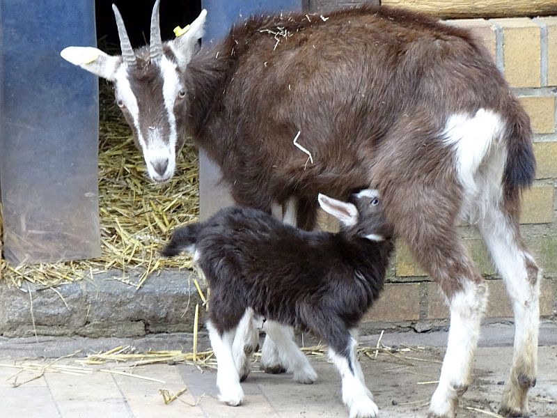 alt-"Thüringer Waldziege - Aktuelles Tierpark Berlin und Zoo Berlin - Freunde Hauptstadtzoos - Förderverein"