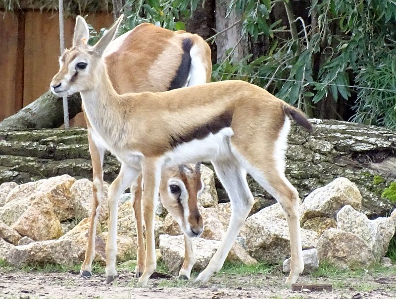 alt-"Thomsongazelle-Jungtier - Tierpark Berlin - Aktuelles Tierpark Berlin und Zoo Berlin - Freunde Hauptstadtzoos"