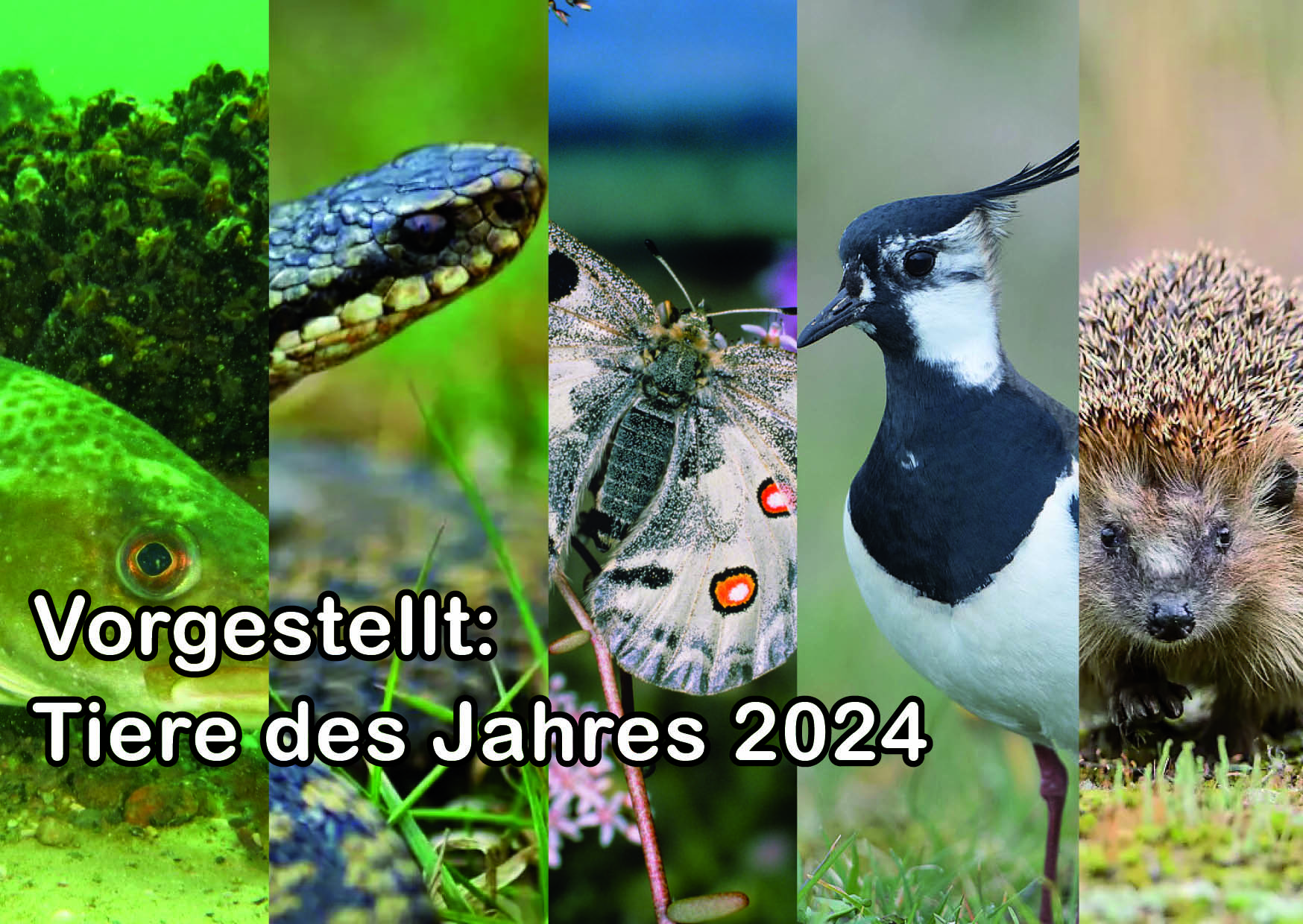 alt-"Tiere des Jahres - Tierreich - Tierwissen - Tiere - Tierlexikon - Freunde Hauptstadtzoos"