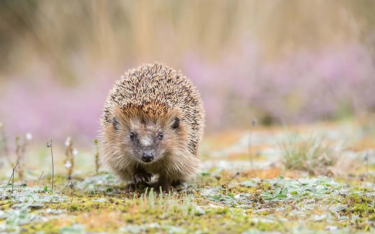alt-"Tiere des Jahres - Wildtier des Jahres - Tierreich - Tierwissen - Tiere - Tierlexikon - Freunde Hauptstadtzoos"
