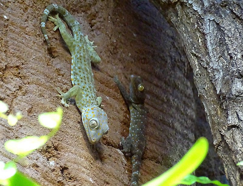 Tokeh mit Jungtier im Tierpark Berlin