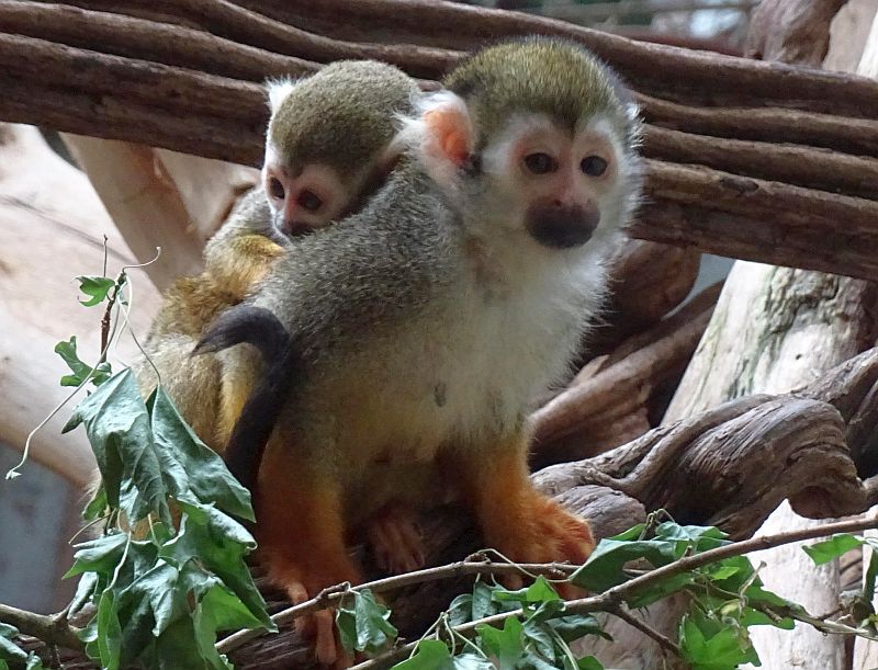 Totenkopfäffchen - Aktuelles Tierpark Berlin und Zoo Berlin - Freunde Hauptstadtzoos - Förderverein