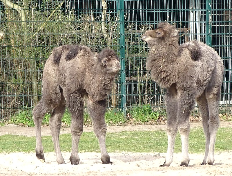 Trampeltier - Kamel - Tierpark Berlin - Aktuelles Tierpark Berlin und Zoo Berlin - Freunde Hauptstadtzoos