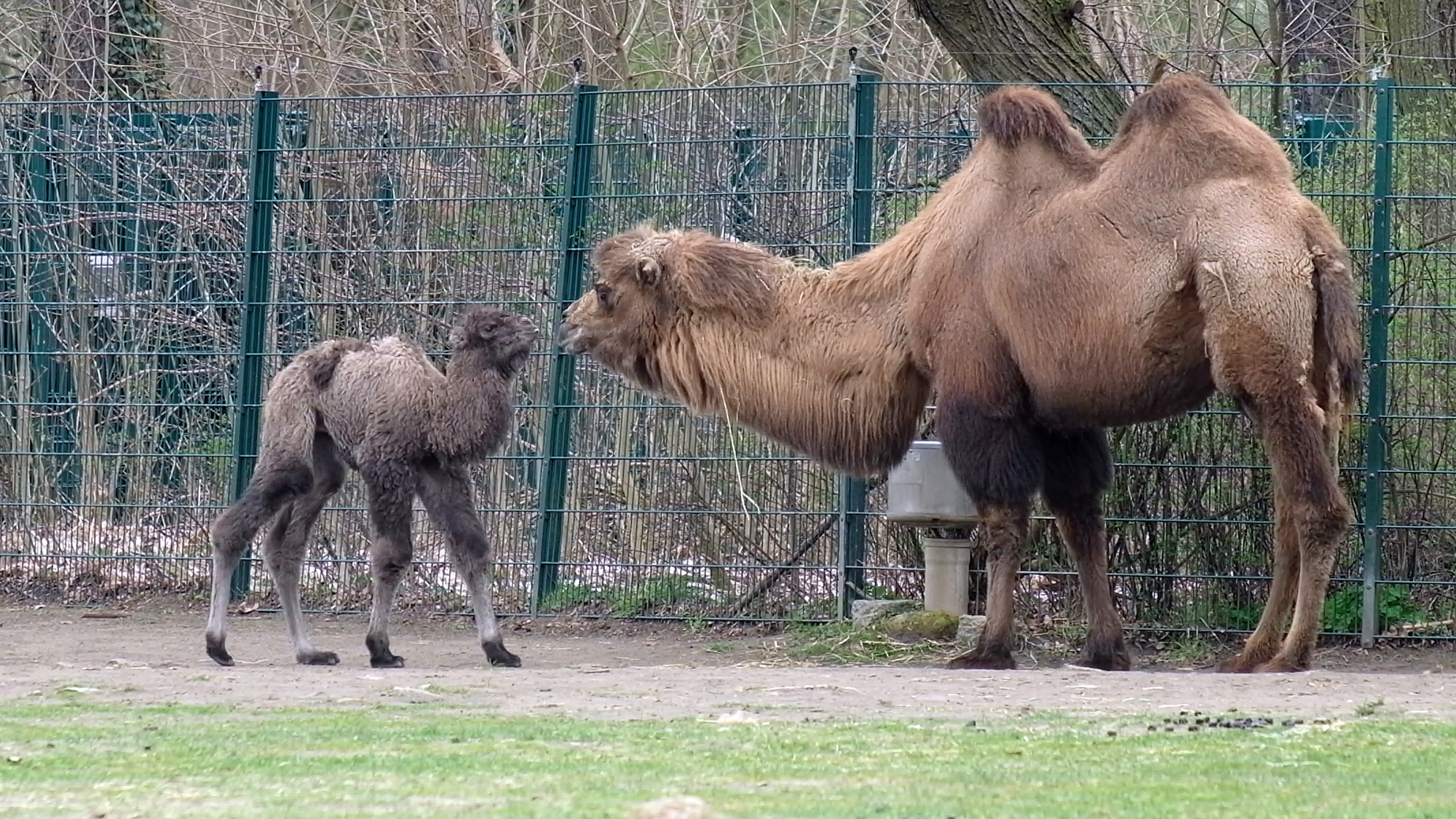 alt-"Trampeltier mit Fohlen - Aktuelles Tierpark Berlin und Zoo Berlin - Freunde Hauptstadtzoos - Förderverein"